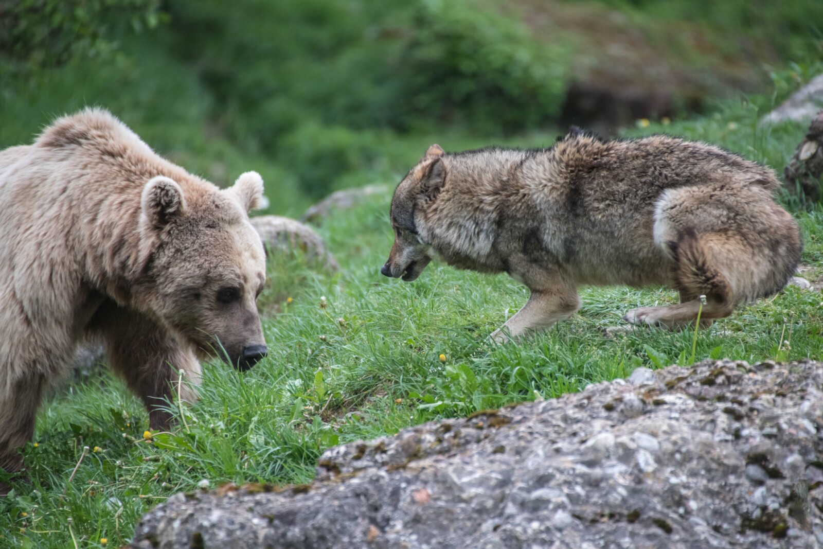 Baer Wolf Tierpark Goldau 02