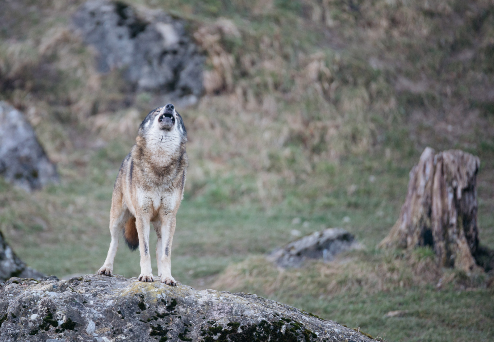 Wolf TierparkGoldau 3