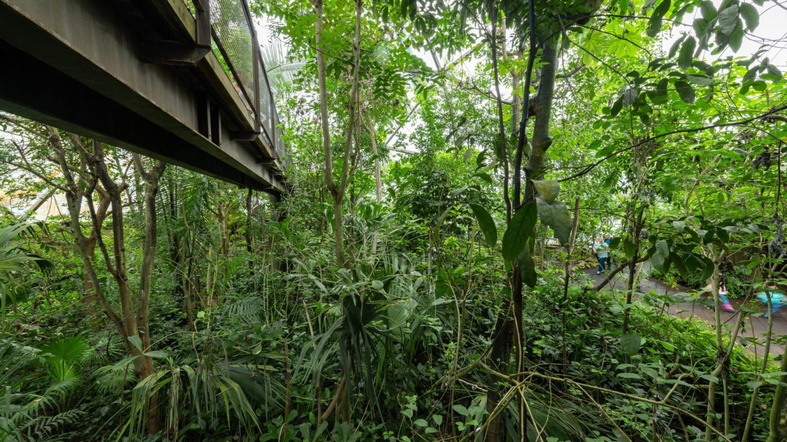 Papiliorama Jungle Trek 013