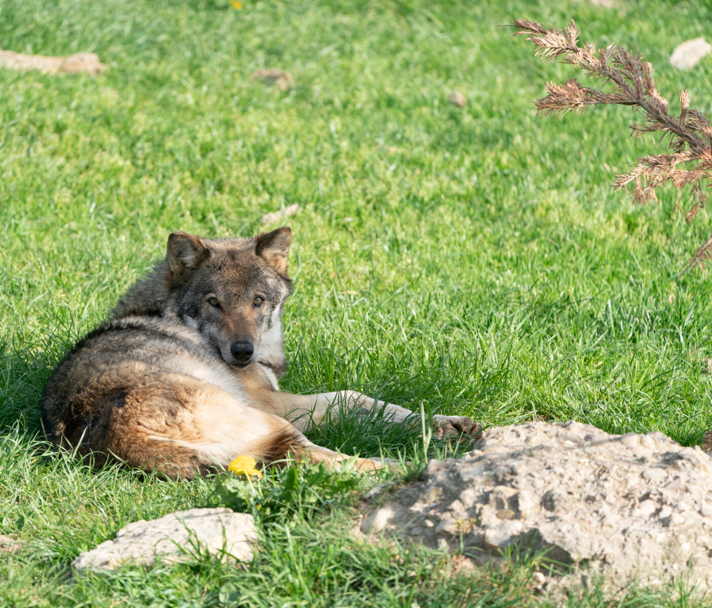 Wolf Tierpark Goldau
